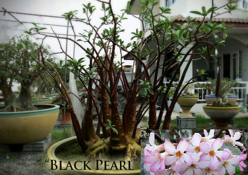 Adenium Arabicum Black Pearl x 5 Seeds